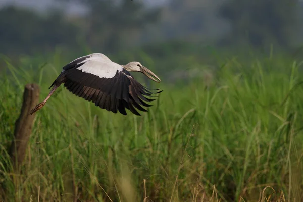 Obrázek Asijského Openbill Čápa Anastomus Oscitans Létající Přirozeném Pozadí Pták — Stock fotografie