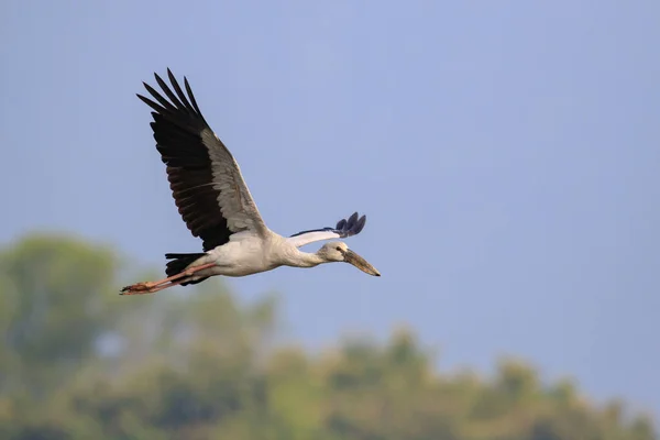 Image Asian Openbill Stork Anastomus Oscitans Flying Sky Bird Wild — Stock Photo, Image