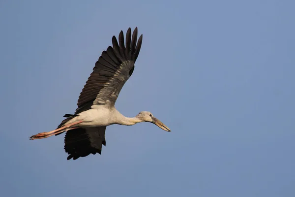 Imagen Una Cigüeña Asiática Anastomus Oscitans Volando Cielo Pájaro Animales — Foto de Stock