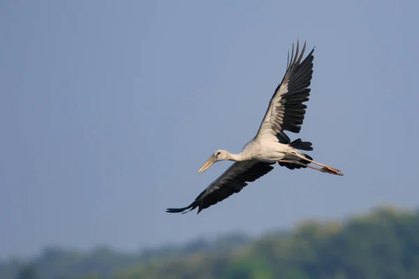 Imagen Una Cigüeña Asiática Anastomus Oscitans Volando Cielo Pájaro Animales — Foto de Stock