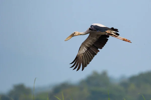 Imagen Una Cigüeña Asiática Anastomus Oscitans Volando Cielo Pájaro Animales — Foto de Stock