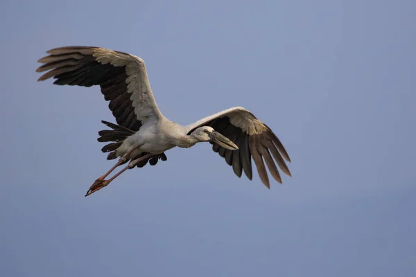 Imagen Una Cigüeña Asiática Anastomus Oscitans Volando Cielo Pájaro Animales — Foto de Stock