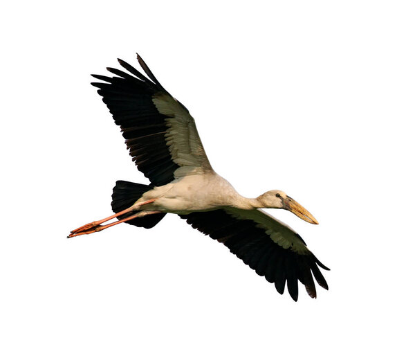 Image of Asian Openbill stock flying on white background. Bird. Animal.