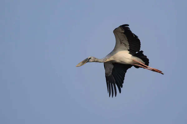 Imagen Una Cigüeña Asiática Anastomus Oscitans Volando Cielo Pájaro Animales — Foto de Stock