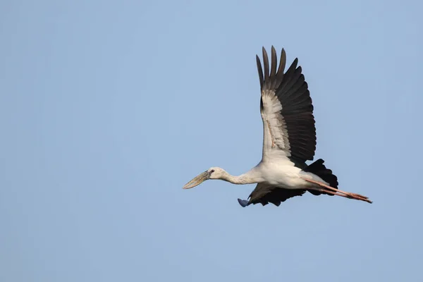 Image Asian Openbill Stork Anastomus Oscitans Flying Sky Bird Wild — Stock Photo, Image
