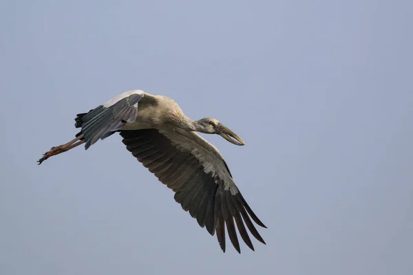 Imagen Una Cigüeña Asiática Anastomus Oscitans Volando Cielo Pájaro Animales — Foto de Stock