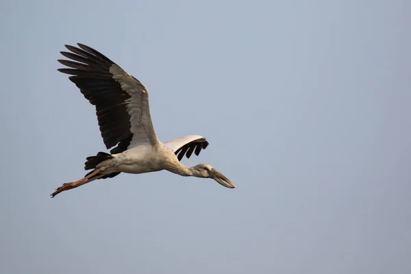 Image Asian Openbill Stork Anastomus Oscitans Flying Sky Bird Wild — Stock Photo, Image