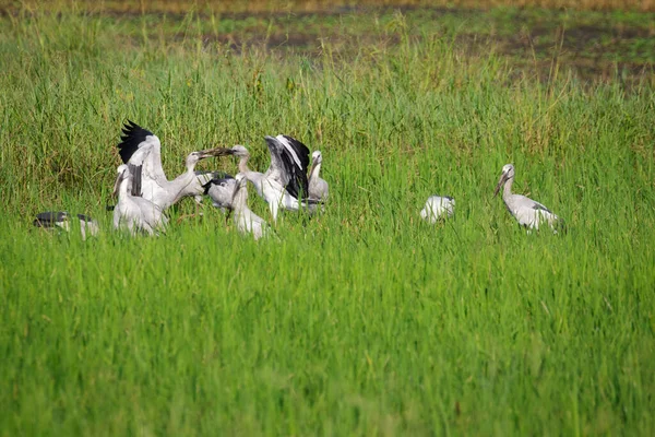 Imagen Bandadas Cigüeña Pico Abierto Carey Asiático Fondo Naturaleza Animales — Foto de Stock