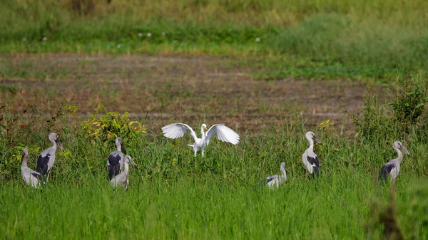 Great Egret Ardea Alba とAsian Openbill Stork Anastomus Oscians の写真 — ストック写真