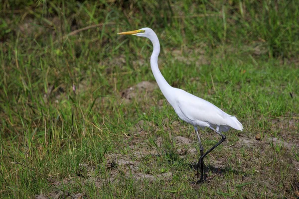 自然を背景にしたグレート エグレット Ardea Alba の画像 ヘロン白い鳥動物 — ストック写真