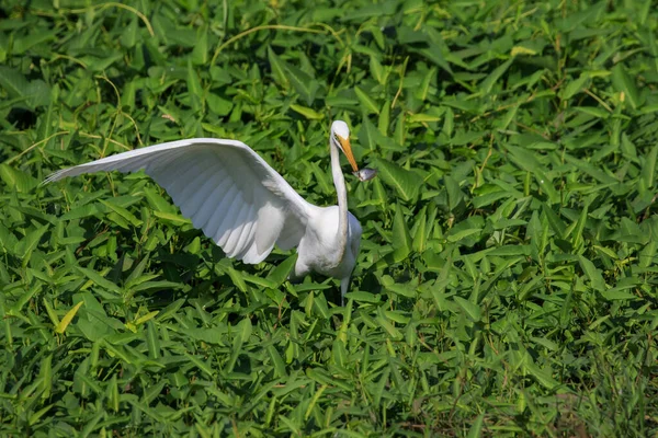 Изображение Великой Цапли Ardea Alba Поедающей Рыбу Естественном Фоне Цапля — стоковое фото