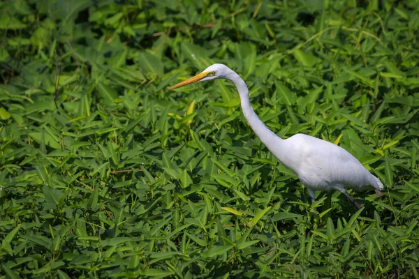 Obrázek Velké Egret Ardea Alba Přírodním Pozadí Heron White Birds — Stock fotografie