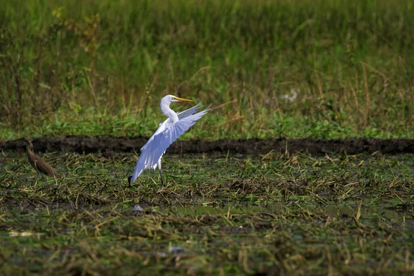 Imagem Grande Egret Ardea Alba Sobre Fundo Natural Garça Pássaros — Fotografia de Stock