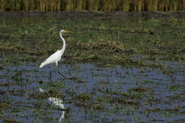 Image Great Egret Ardea Alba Natural Background Heron White Birds — Stock Photo, Image