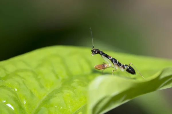 Image of black praying mantis on a green leaf. Insect. Animal