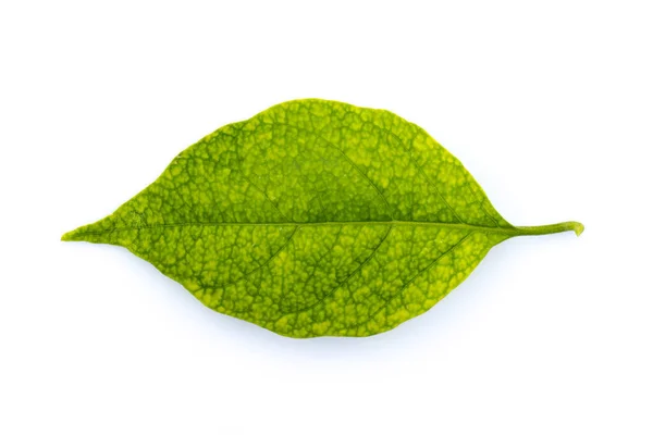 白い背景に緑の葉のイメージ — ストック写真
