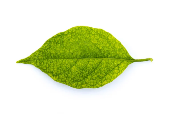 Image Green Leaf White Background Nature — Stock Photo, Image