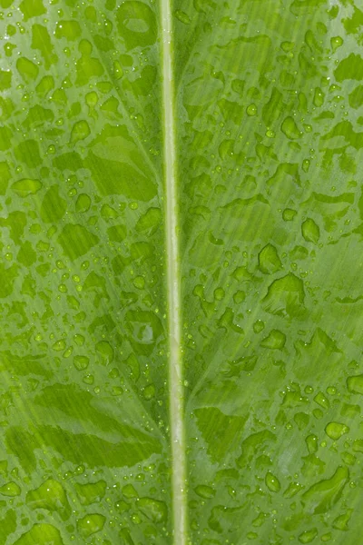 Imagen Hermosa Hoja Verde Con Gotas Agua Antecedentes — Foto de Stock