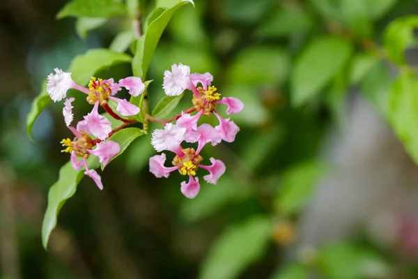 Immagine Fiore Rosa Sullo Sfondo Della Natura Nel Giardino Naturale — Foto Stock