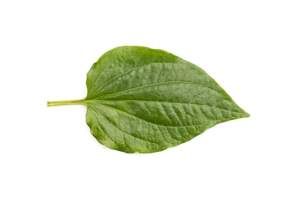 Image Piper Sarmentosum Leafus Leaves White Background Nature — Stock Photo, Image