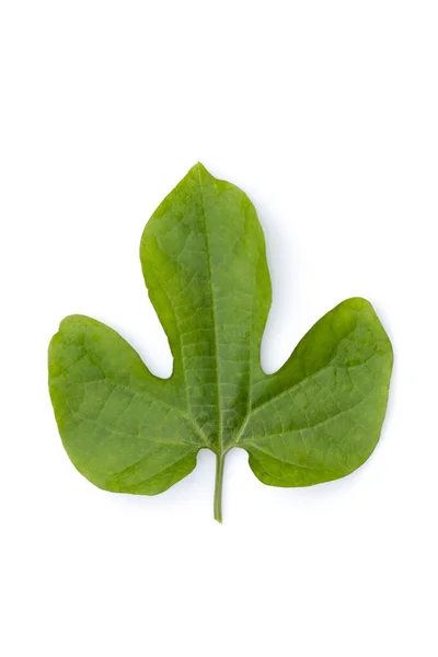 Imagen Hoja Verde Sobre Fondo Blanco Naturaleza — Foto de Stock