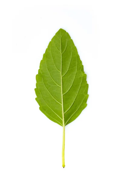 Image Green Hot Basil Leaves White Background Nature — Stock Photo, Image