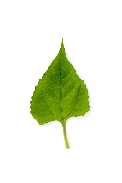 Afbeelding Van Groen Blad Witte Achtergrond Natuur — Stockfoto