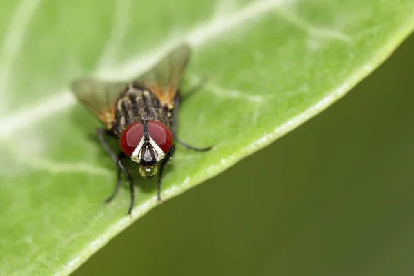 Image Une Mouche Diptera Sur Des Feuilles Vertes Insecte Animaux — Photo