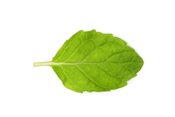 Image Green Mint Leaves White Background Nature — Stock Photo, Image