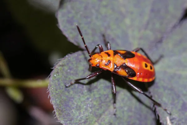 Image Orange Bug Leaf Insect Animal — Stock Photo, Image