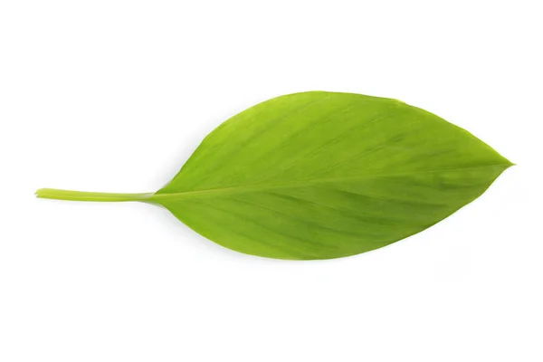 Beyaz Arkaplanda Yeşil Yaprak Resmi Doğa — Stok fotoğraf