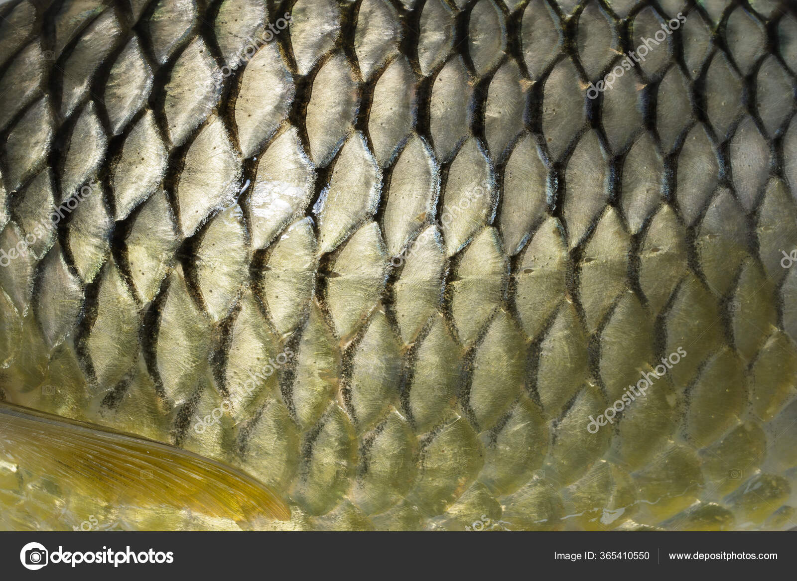 Image Scales Fish Texture Background Animal Stock Photo by ©yod67 365410550