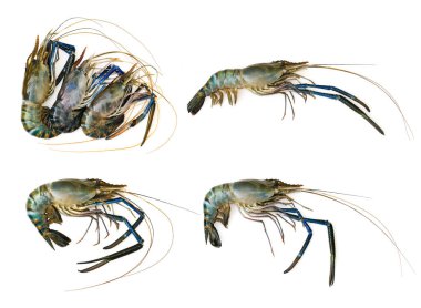 Beyaz arka planda izole edilmiş bir grup taze karides ya da ıstakoz. Hayvan., Yemek..