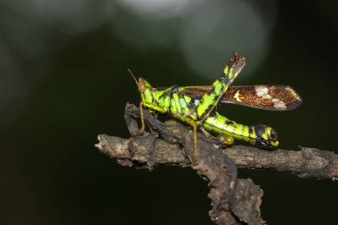 Yapışık Benekli Maymun-Çekirge (erkek), Erianthus Serratus yeşil yaprakların üzerinde. Böcek Hayvanları
