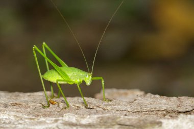 Ağaçta uzun boynuzlu yeşil çalı cırcır böceği resmi. Böcek. Hayvan..