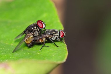 Çiftleşen sineklerin yeşil yapraklardaki görüntüsü. Böcek. Hayvan.