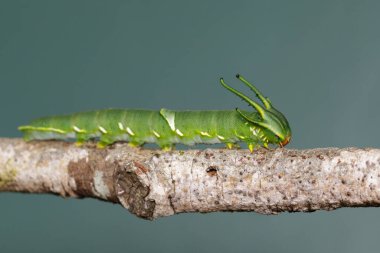 Yaygın nawab kelebeği (Polyura athamas) ya da ejderha başlı tırtıl resmi. Böcek. Hayvan..