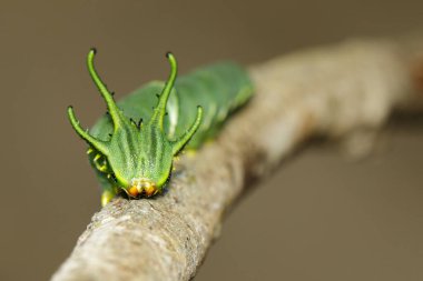 Image of Caterpillar of common nawab butterfly (Polyura athamas) or Dragon-Headed Caterpillar on nature background. Insect. Animal. clipart