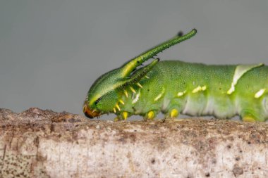 Yaygın nawab kelebeği (Polyura athamas) ya da ejderha başlı tırtıl resmi. Böcek. Hayvan..