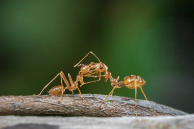 Dalda kırmızı karınca (Oecophylla smaragdina) resmi. Böcek. Hayvan..