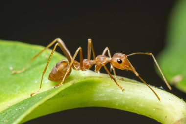 Yeşil yaprakta kırmızı karınca (Oecophylla smaragdina) resmi. Böcek. Hayvan.