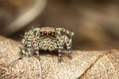 Doğal bir arka planda zıplayan örümceklerin (Salticidae) resmi, Böcek. Hayvan..