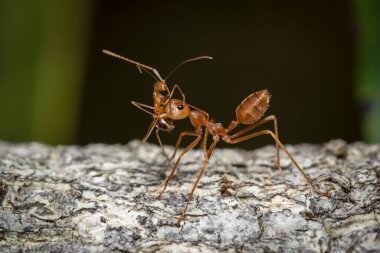 Ağaçta kırmızı karınca (Oecophylla smaragdina) resmi. Böcek. Hayvan..