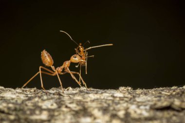 Ağaçta kırmızı karınca (Oecophylla smaragdina) resmi. Böcek. Hayvan..