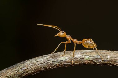 Dalda kırmızı karınca (Oecophylla smaragdina) resmi. Böcek. Hayvan..