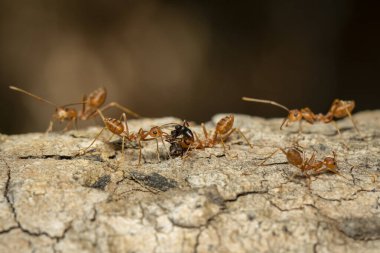 Ağaçta kırmızı karınca (Oecophylla smaragdina) resmi. Böcek. Hayvan..