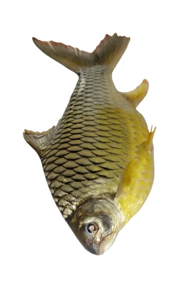 Image Silver Barb Java Barb Fish Isolated White Background Animal — Stock Photo, Image