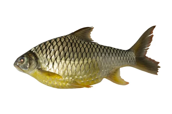 Image Silver Barb Java Barb Fish Isolated White Background Animal — Stock Photo, Image