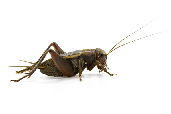 Beyaz Arka Planda Kriket Görüntüsü Böcekler Hayvanlar — Stok fotoğraf