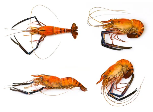 Groupe Crevettes Rouges Cuites Homards Isolés Sur Fond Blanc Animaux — Photo